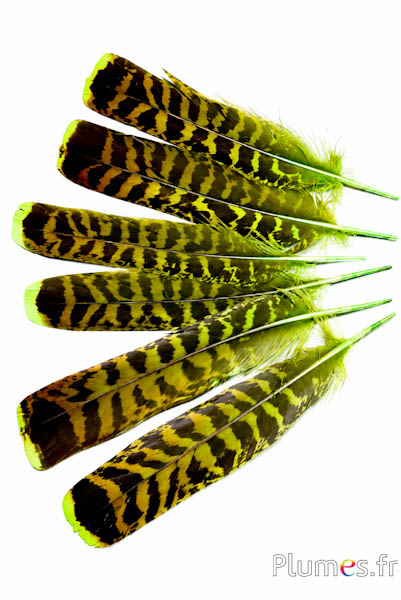 Gallo cedrone - 19-21 cm - lime-caffé